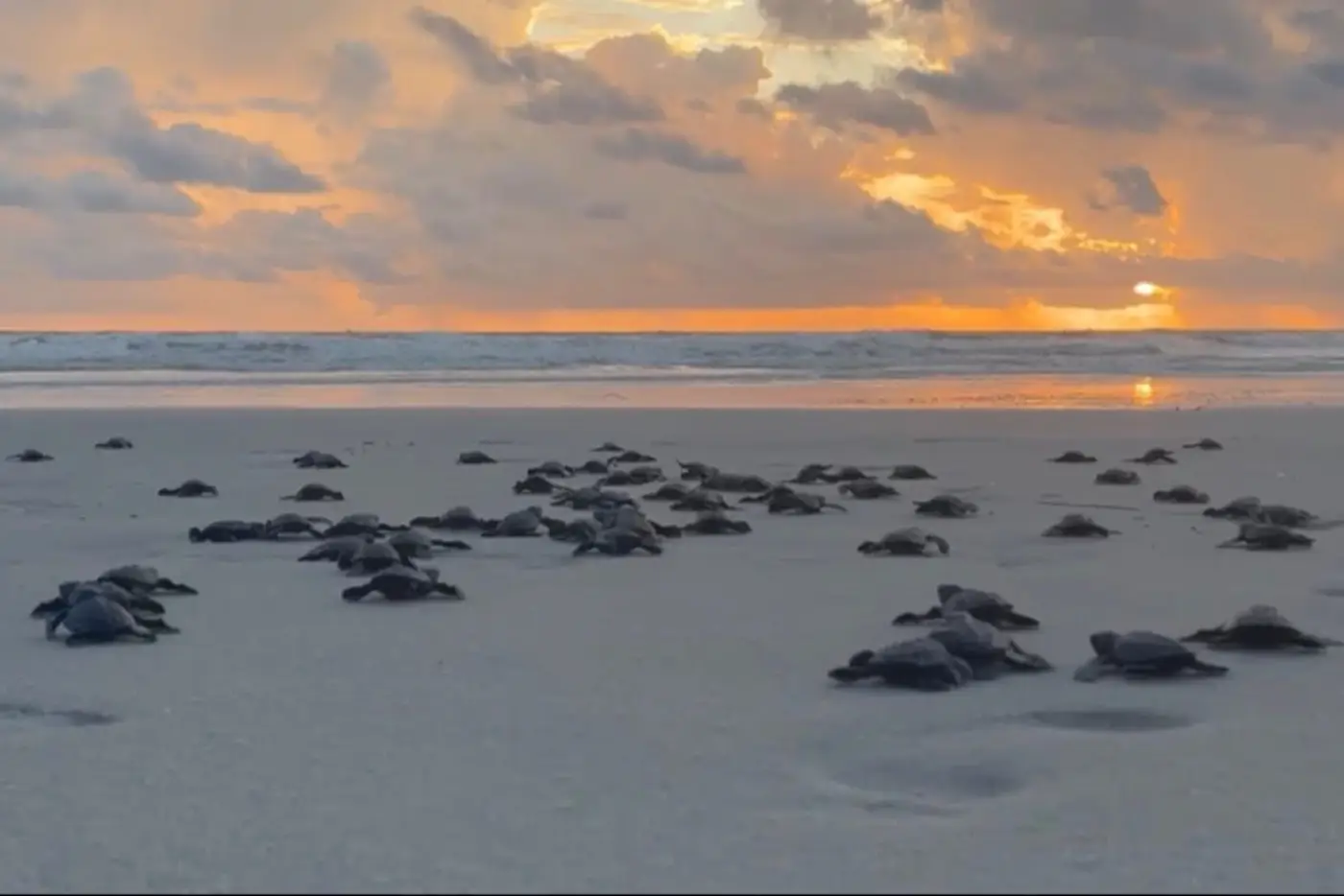 A Lepidochelys olivacea é considerada uma espécie ameaçada e utiliza as praias do Pará como área de reprodução.