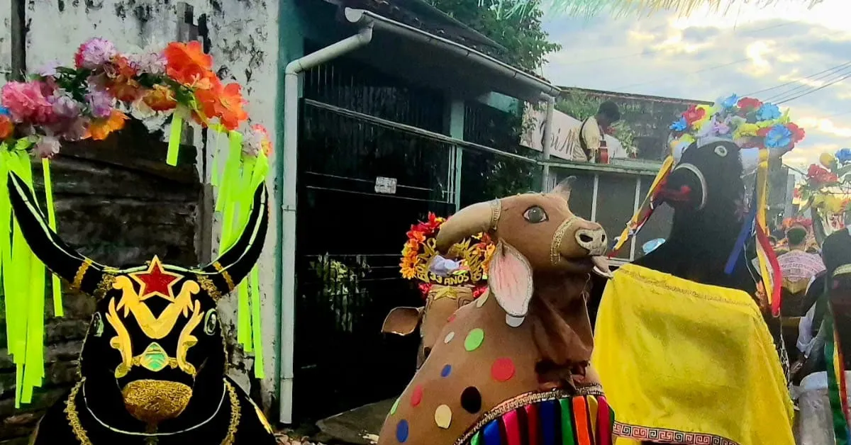 A história do Boi Marronzinho nasceu como um resgate e valorização da cultura do boi-bumbá.