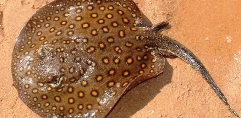Arraias podem causar acidentes quando pisadas acidentalmente.