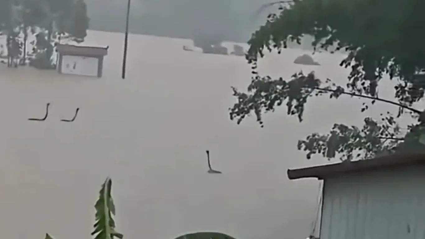 Passagem do tufão Maysak alaga fazendas de répteis; autoridades mobilizam equipes de captura e reforçam estoques de soro.