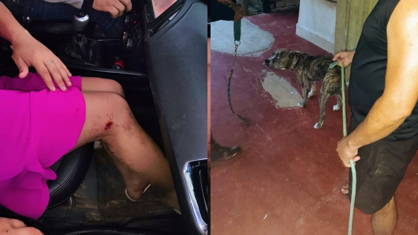 Animal foi contido com intervenção dos policiais