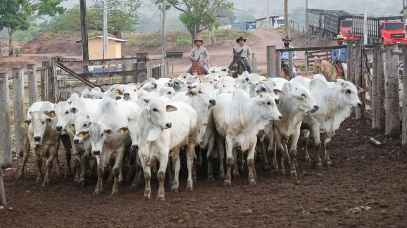 Iniciativa obrigatória de defesa sanitária animal tem início no dia 25 de maio e passará pelos municípios de Novo Repartimento, Tucuruí e Pacajá.