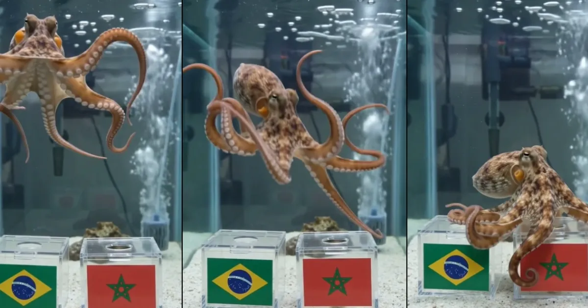 A previsão de um polvo contra a Seleção Brasileira provocou uma enxurrada de reações de torcedores nas redes sociais.