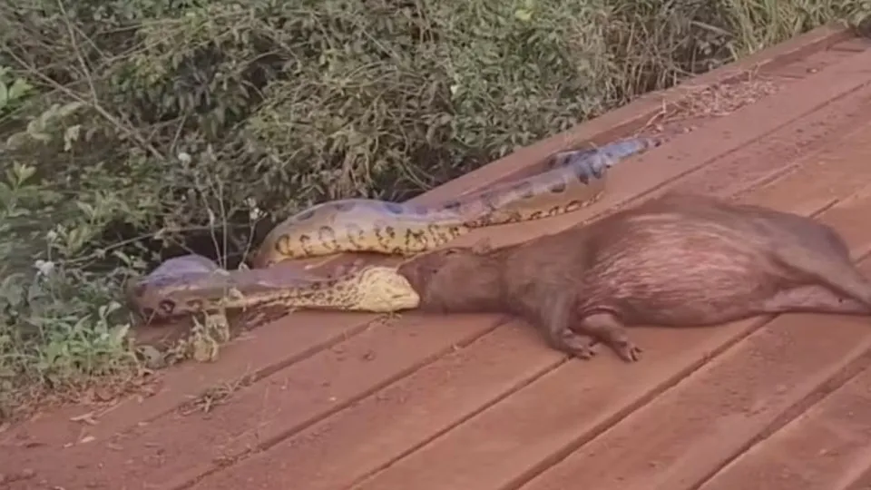O registro foi feito na tarde de quinta-feira (23) por um internauta que trafegava por uma estrada vicinal que corta uma propriedade.