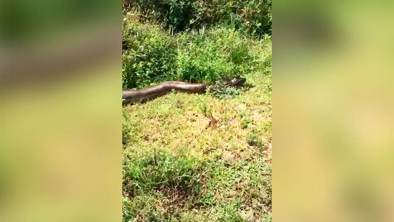 Registro mostra animal de seis metros camuflando-se na vegetação de igarapé.