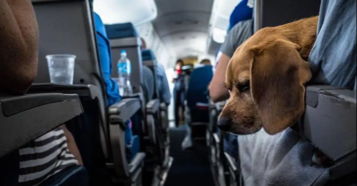 O foco principal é a padronização da documentação sanitária, além do combate a fraudes em certificados e ao tráfico ilegal de animais.