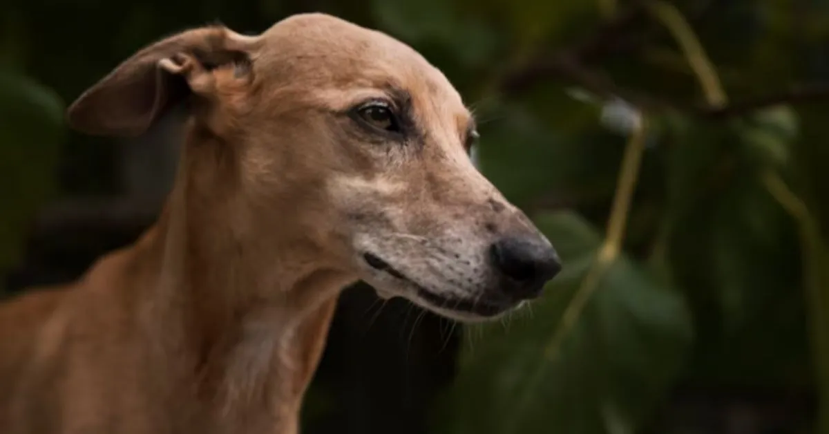 Os restos ósseos do cachorro estavam em um sítio arqueológico em Pinarbasi, na atual Turquia.