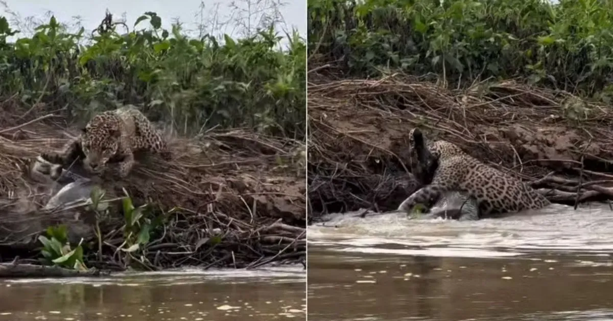 Onça conseguiu abocanhar o jacaré à beira do rio no Pantanal