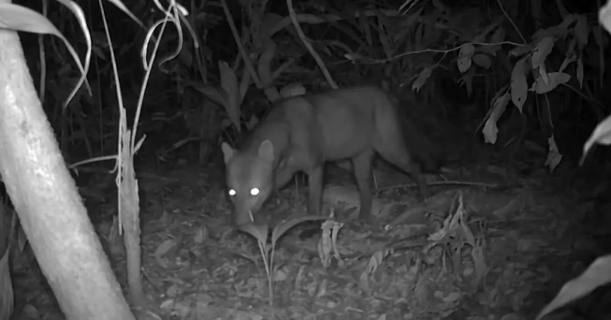Estudo revela centenas de imagens do cachorro fantasma, destacando sua importância para a conservação da Amazônia.
