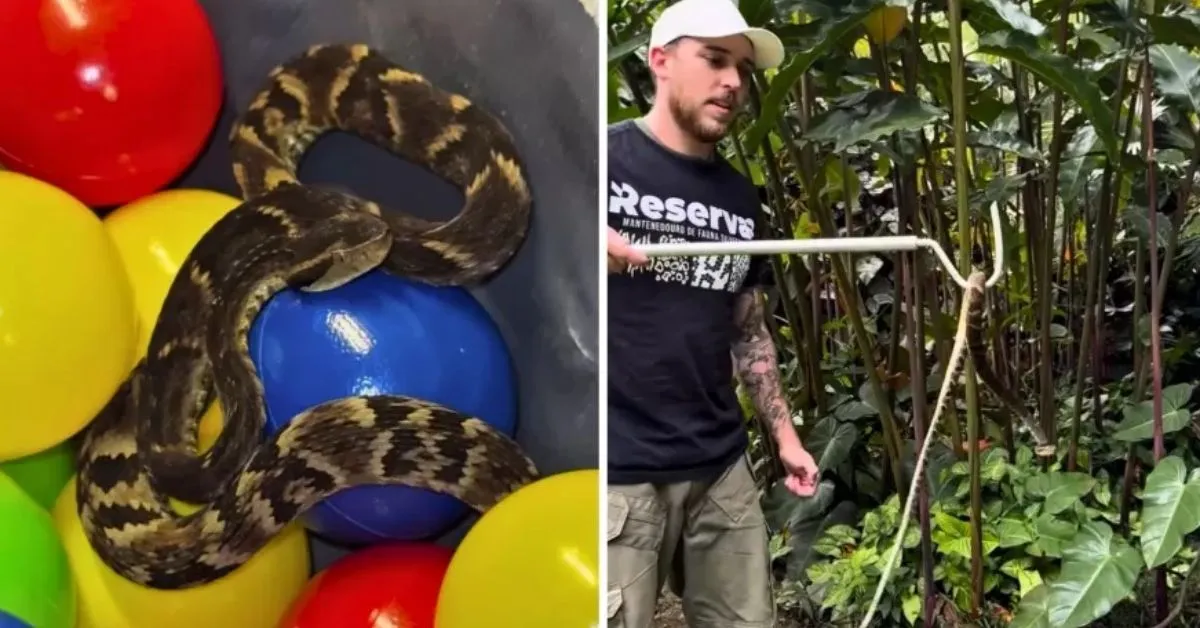 O médico veterinário Celso Gatti, especialista em animais silvestres e responsável pelo refúgio autorizado para fauna silvestre situado em Ribeirão Pires "Reserva RP" foi chamado para atender a ocorrência.