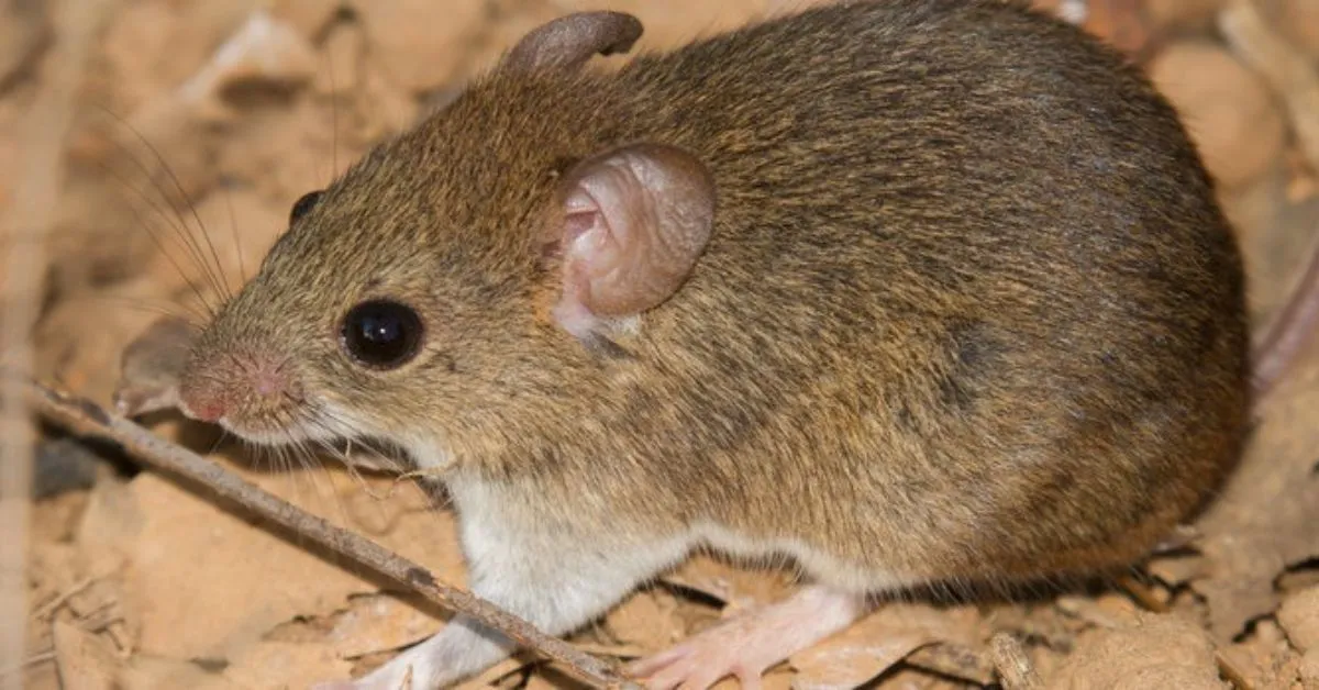 A transmissão para humanos acontece por contato com partículas presentes em urina, fezes e saliva de roedores infectados.