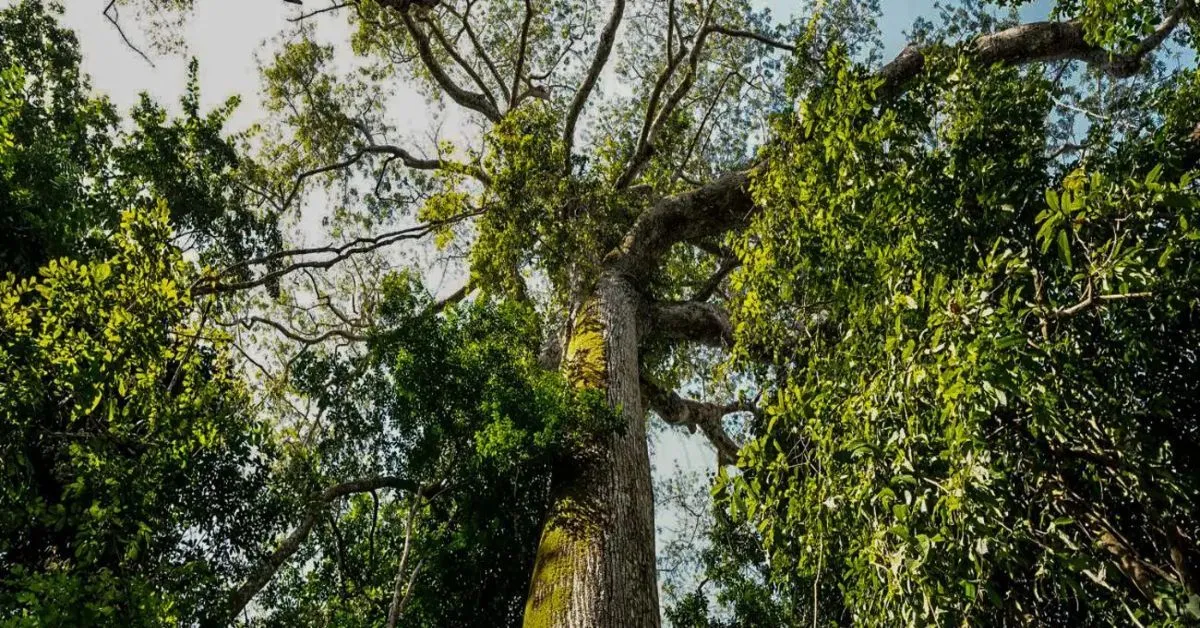 O Estado se posiciona como referência nacional em governança ambiental.