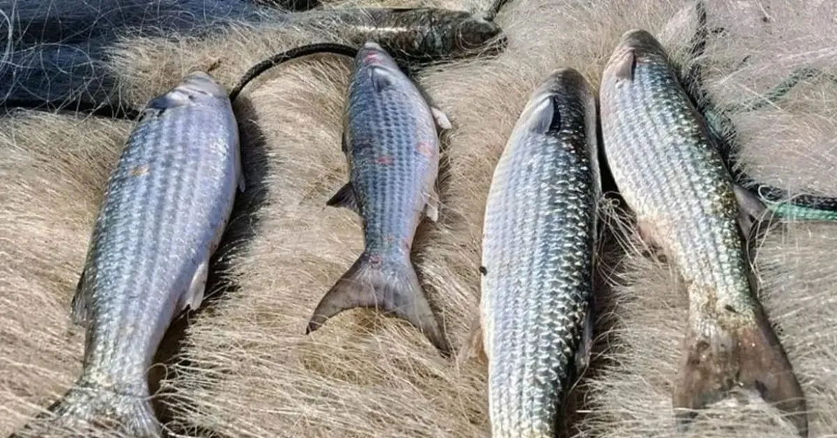 Com a suspensão em vigor, os barcos que ainda estão no mar têm prazo máximo de 24 horas para realizar o desembarque do pescado já capturado
