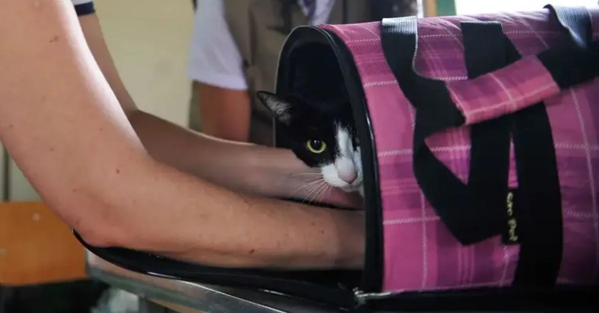 Atualmente, a maioria das empresas de transporte aéreo limita o peso do animal na cabine a entre 7 kg e 10 kg, contando o pet e a caixa de transporte juntos.