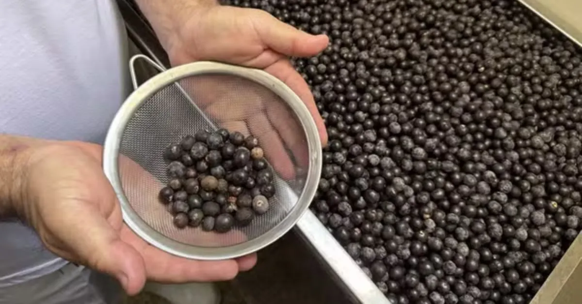 Participantes receberão uma capacitação teórica e prática sobre o processamento adequado do açaí.
