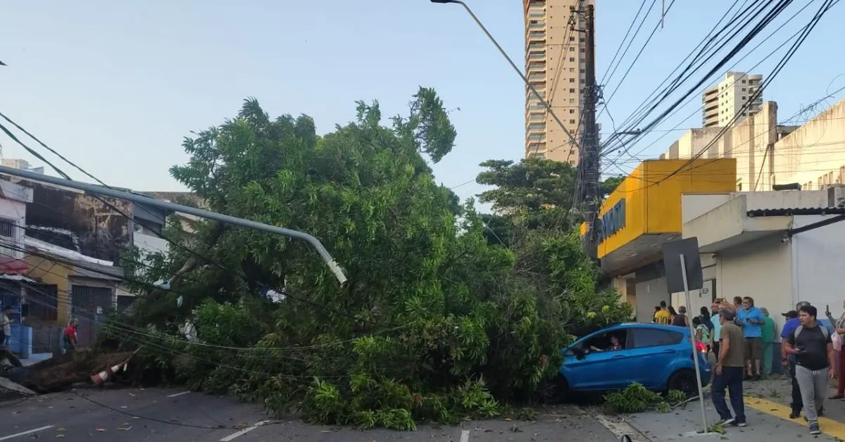 Corpo de Bombeiros realizou a retirada do vegetal e libirou a via.