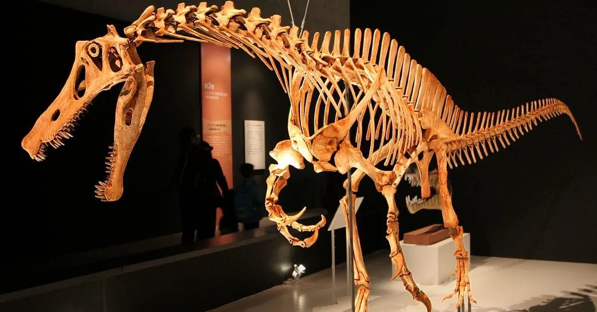 Fóssil de dinossauro do patrimônio paleontológico brasileiro estava fora há 30 anos