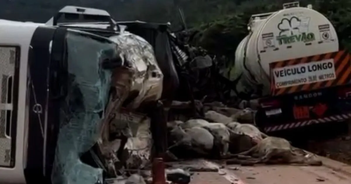 Carretas destruídas e bois mortos em meio à BR-163