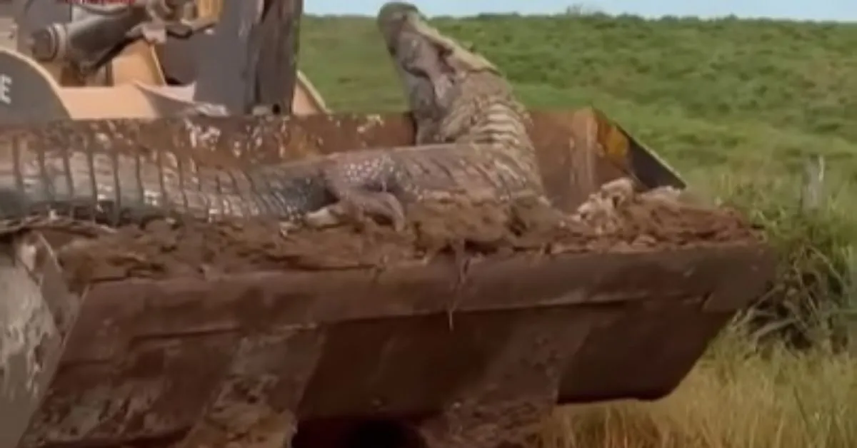 O animal sendo transportado na pá carregadeira chamou atenção