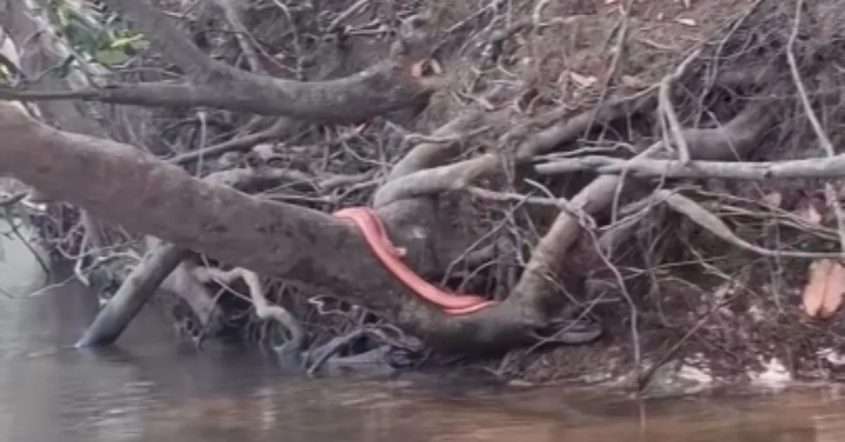 A cor diferente da cobra chamou atenção do pescador e dos internautas