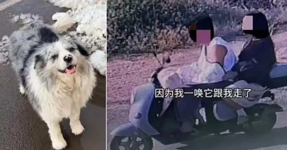 Cão com 1,5 milhão de seguidores foi sequestrado e acabou virando refeição em restaurante na China