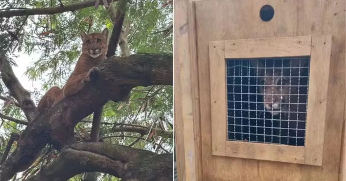 O dono do sítio foi averiguar porque os cachorros latiam e se deparou com o felino