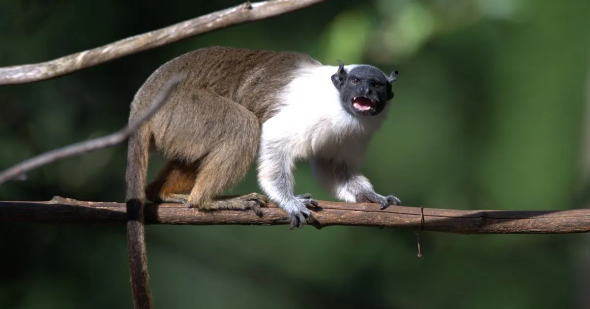 O BioParque Vale Amazônia, fica em Carajás, Região Sudeste do Pará.