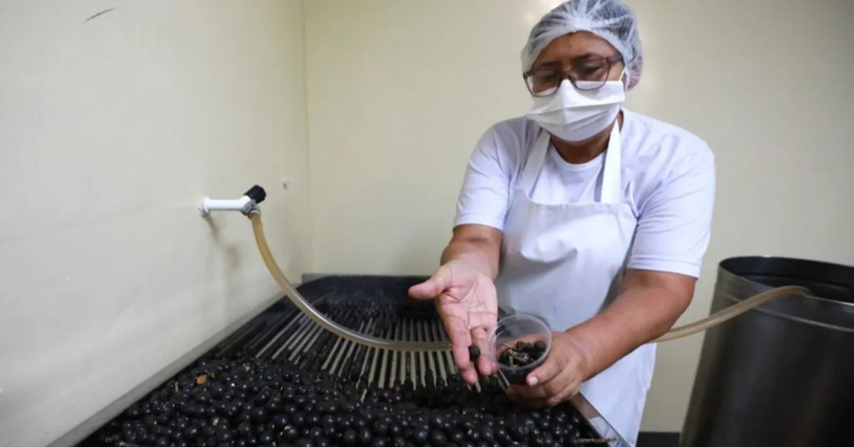 Novo sistema digital da Prefeitura de Belém emite carteira com QR Code para manipuladores de alimentos e batedores de açaí