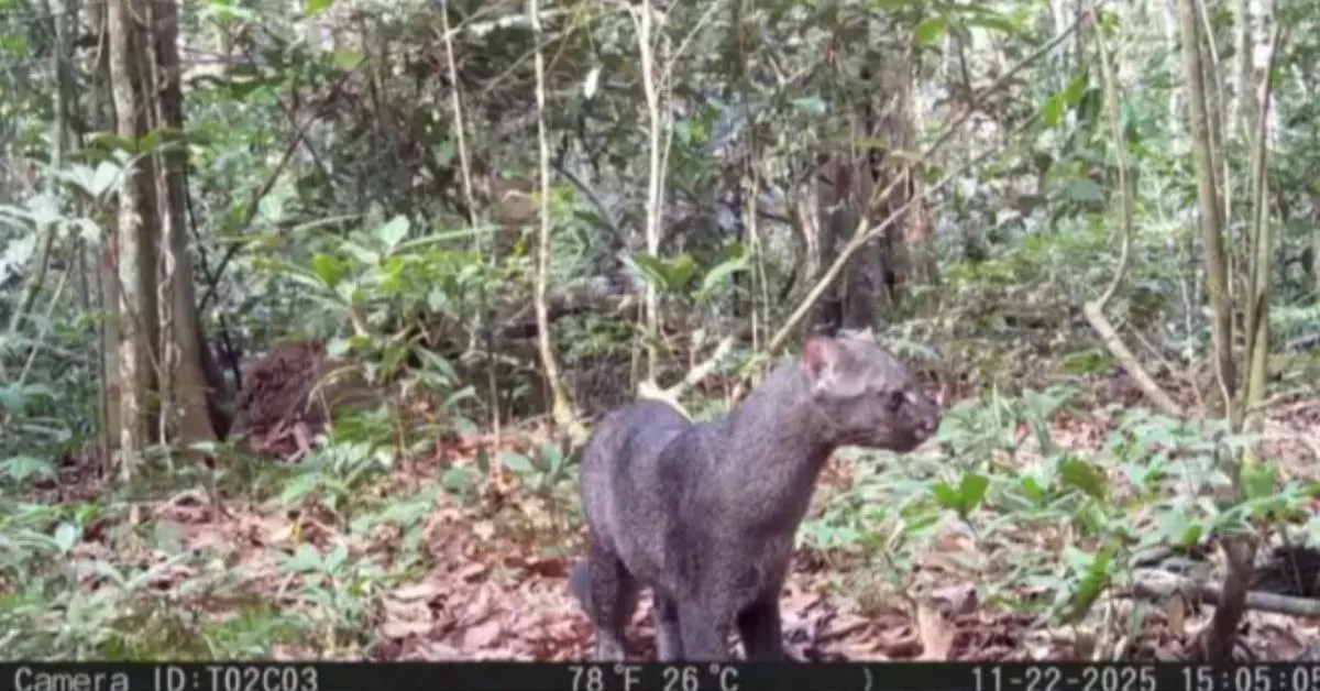 Jaguarundi é registrado pela primeira vez na Estação Ecológica do Grão-Pará durante monitoramento da fauna na Amazônia.