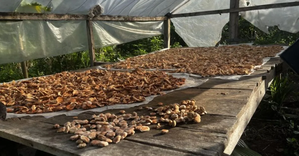 Farinha do mesocarpo de babaçu, antes descartada, foi transformada em ingrediente proteico por meio de tecnologia de fermentação desenvolvida com participação de comunidades da Amazônia.