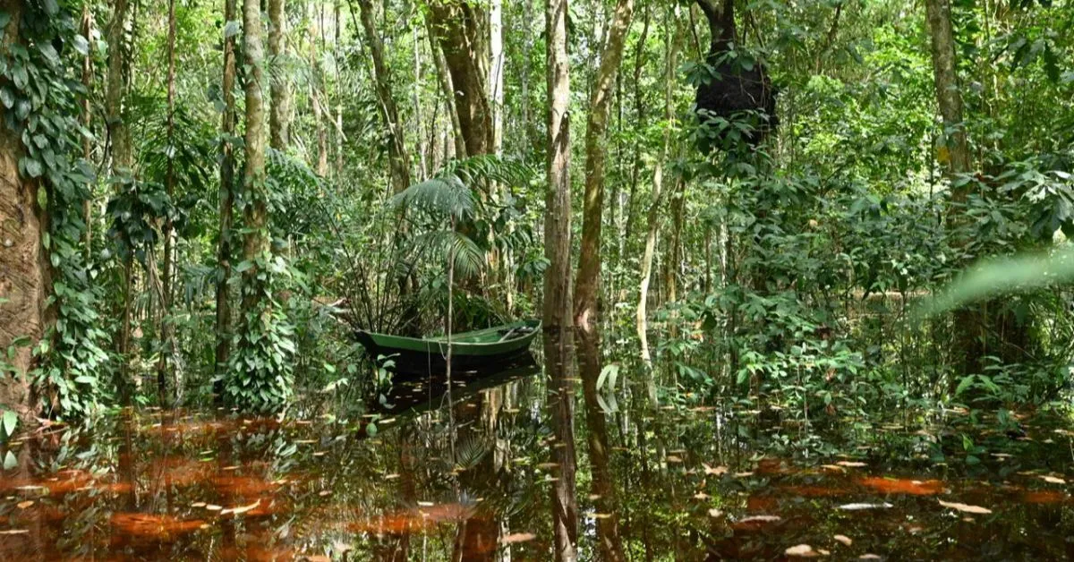 Ação promove o plantio de 400 mudas para recuperar a mata ciliar e fortalecer a preservação ambiental na Ilha de Cotijuba.