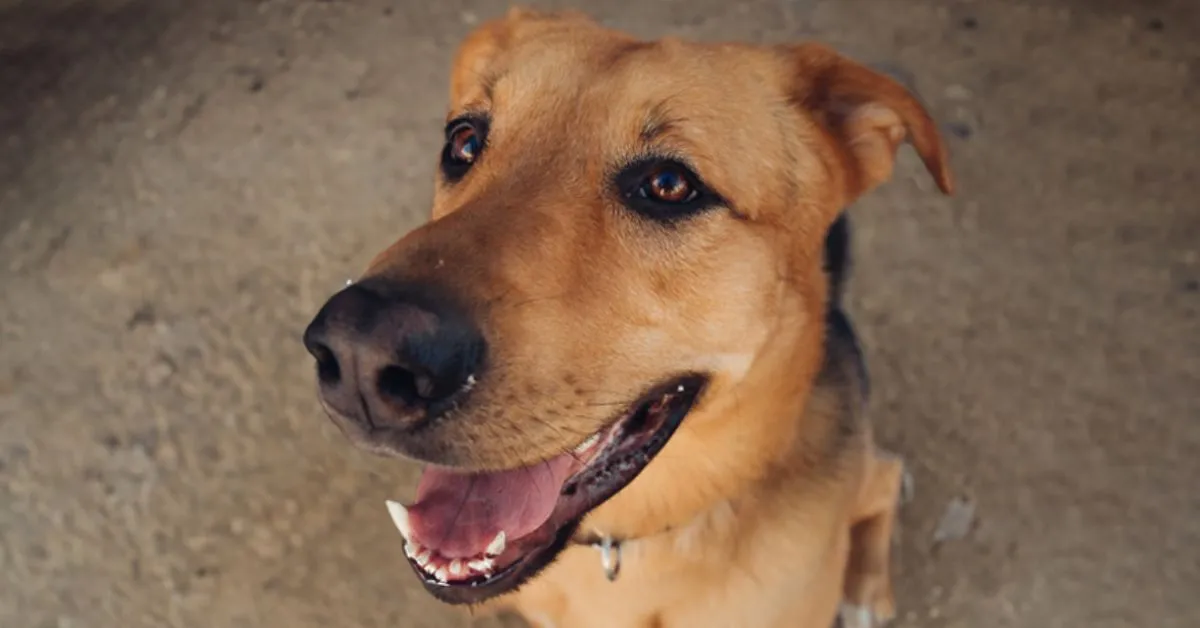 Comemorado em 31 de julho, o Dia do Vira-Lata celebra os cães sem raça definida (SRD), que continuam sendo os preferidos dos brasileiros.