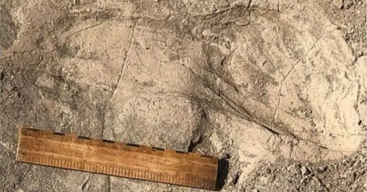 Pegadas fossilizadas de 1,4 milhão de anos encontradas no Lago Turkana, no Quênia, revelam que o Paranthropus boisei tinha porte físico maior do que o estimado.