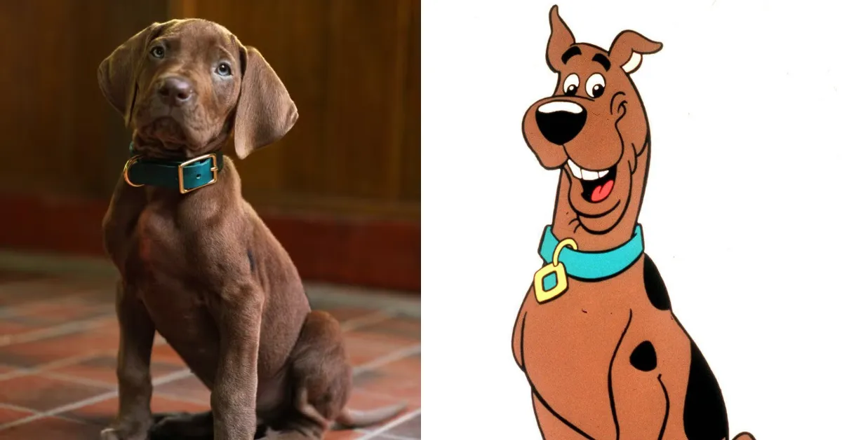 O vídeo de apresentação adota o ponto de vista do próprio filhote para contar o primeiro encontro entre Scooby e Salsicha.