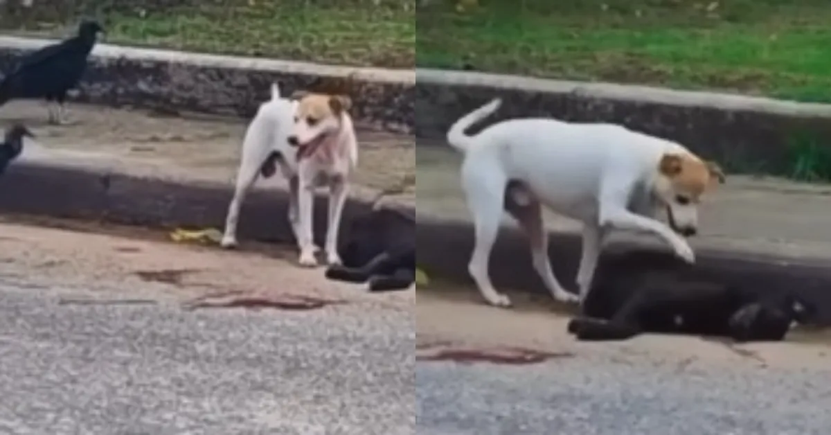 O cachorro afastou urubus que se aproximavam da carcaça do amigo sem vida.