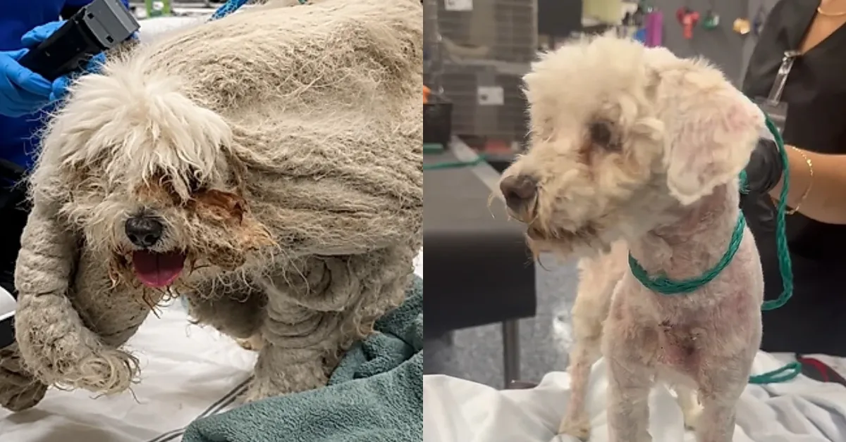 A publicação com o caso de Pablo acumulou milhares de visualizações e centenas de comentários de pessoas emocionadas com o antes e o depois do cãozinho.