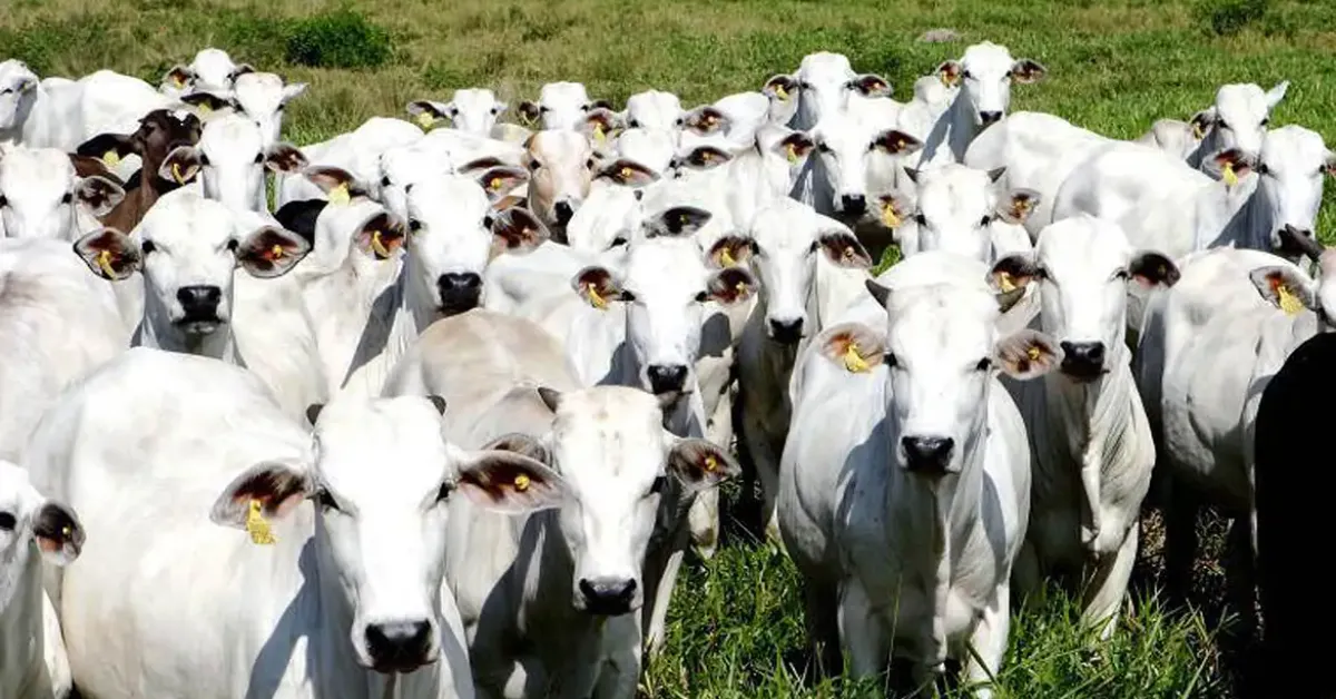 O reconhecimento da China amplia as oportunidades para as exportações brasileiras de carnes bovina e suína, consolidando a confiança no sistema sanitário do país.