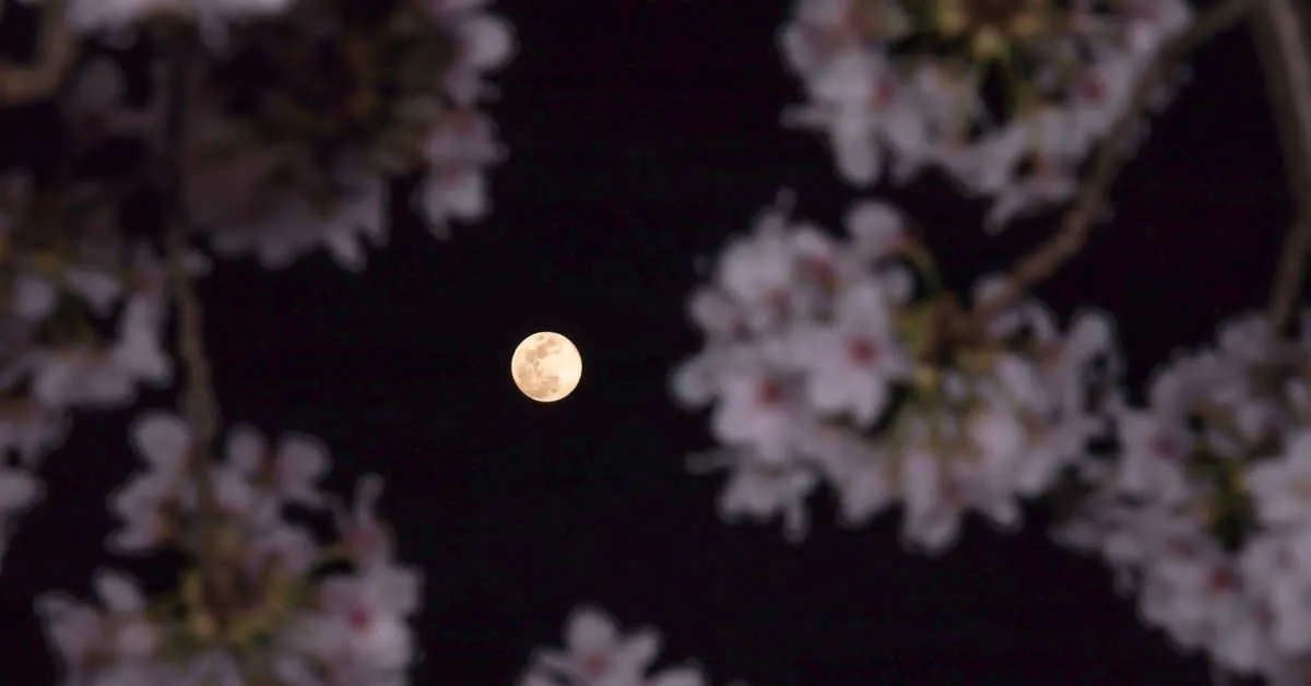 O nome “Lua das Flores” é utilizado porque a lua cheia de maio ocorre durante a primavera no Hemisfério Norte, período associado ao desabrochar das flores