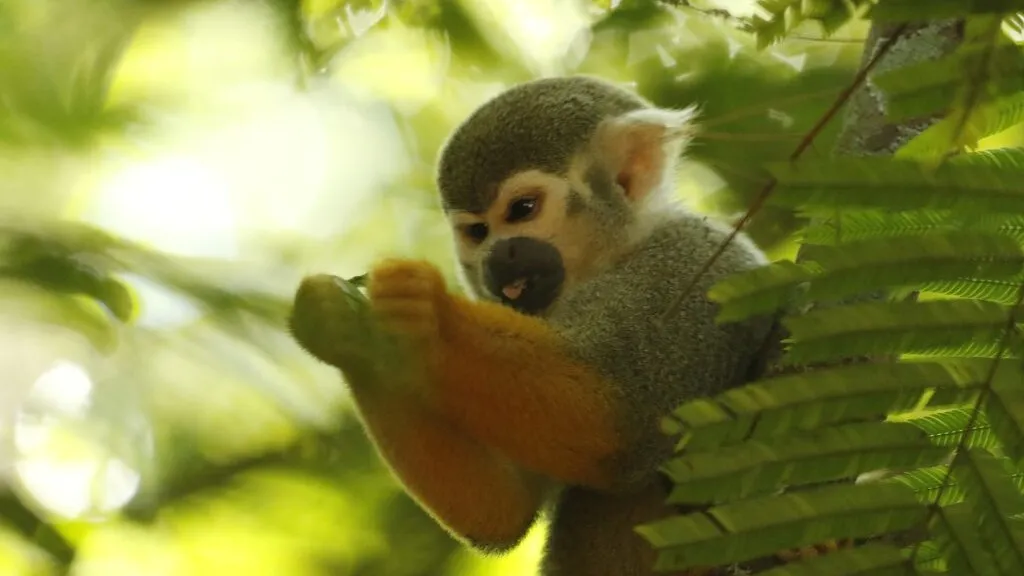 Parque orienta visitantes a não oferecer alimentos e destaca riscos à saúde dos animais e à segurança do público