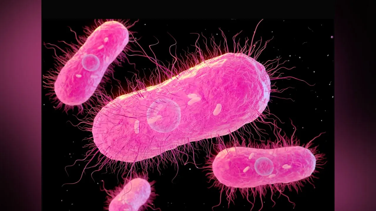 Pesquisadores analisam amostras em laboratório para identificar cepas da bactéria salmonella resistentes a medicamentos tradicionais.