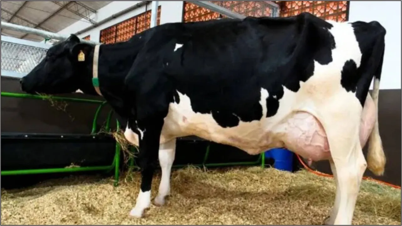 A vaca recordista chamou a atenção por sua conformação física impecável ainda em exposições antes de se tornar uma campeã torneio leiteiro