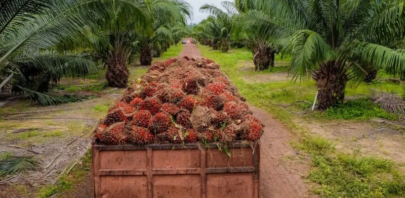 O Pará não apenas lidera, mas praticamente define o desempenho nacional do dendê.