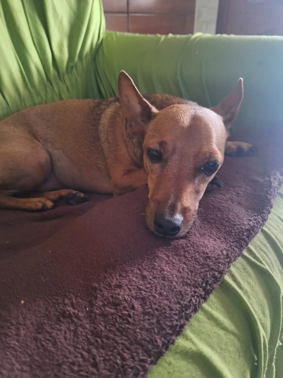 Pingo, um cão da raça Pinscher, de sete anos