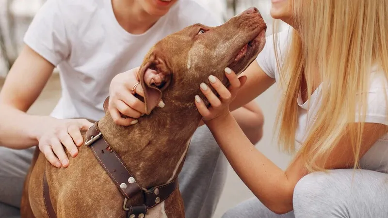A nova Lei nº 15.392/2026 estabelece regras para a guarda compartilhada de animais de estimação no Brasil. Entenda como funciona e suas implicações.