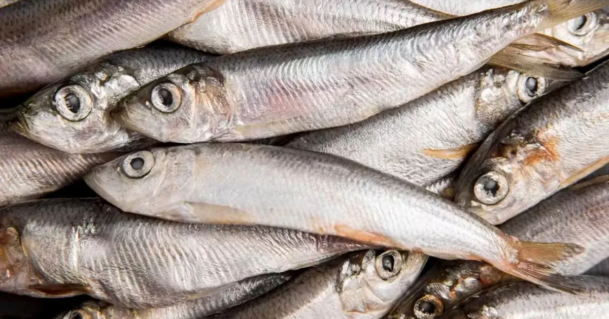 A Anvisa determinou o recolhimento de um lote de sardinha congelada da marca Laje