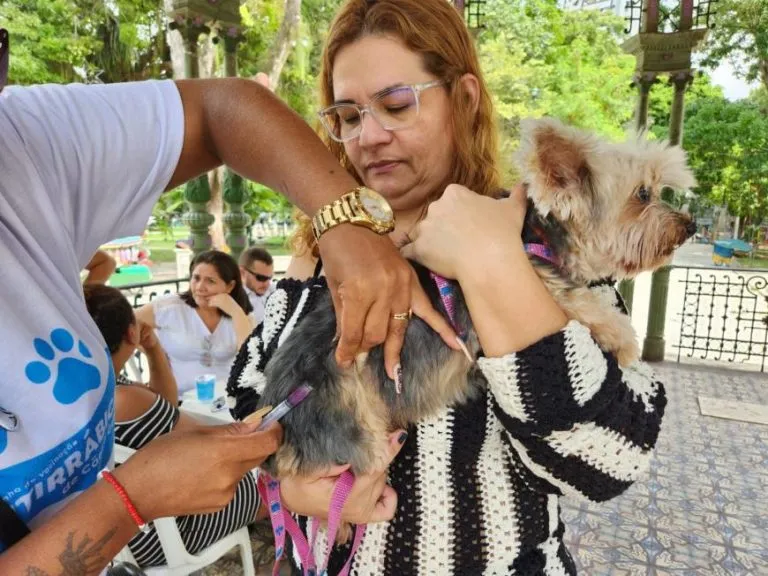 Prefeitura de Belém garante vacinação antirrábica, reduzindo os riscos de vírus no animal.
