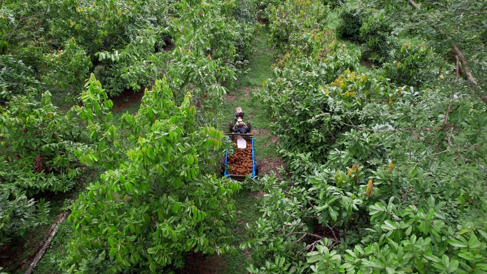 O Crédito de Carbono gerado pela comunidade garante conservação florestal, geração de renda e fortalecimento produtivo.