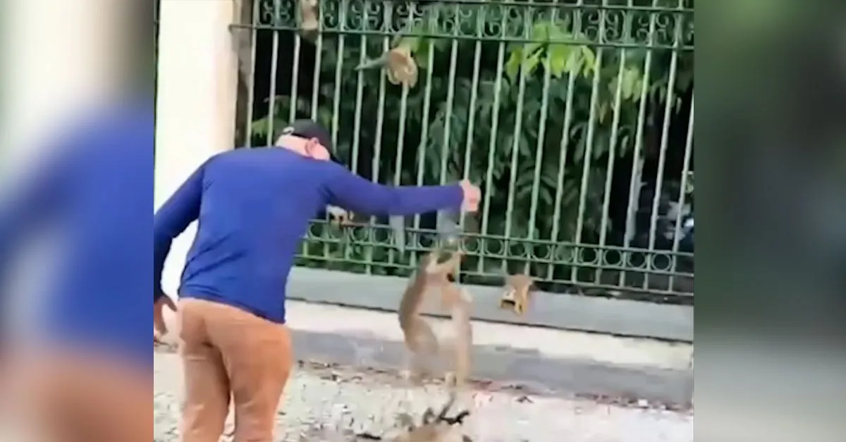 Vídeo de pessoas alimentando macacos no Bosque Rodrigues Alves, em Belém, viraliza e acende alerta sobre riscos de doenças, acidentes e mudanças no comportamento dos primatas.