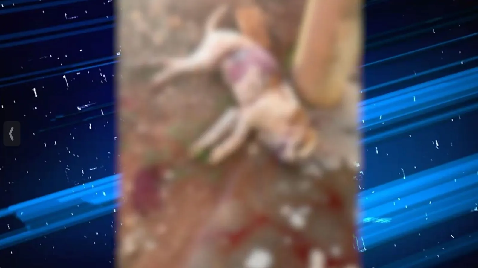 A pequena cadela foi morta a tiros por um homem que ainda não foi preso