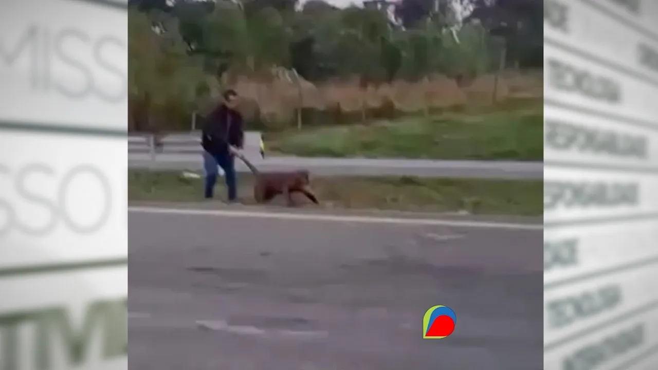 Imagens mostram uma onça-parda sendo arrastada pelo rabo em rodovia no interior de São Paulo.